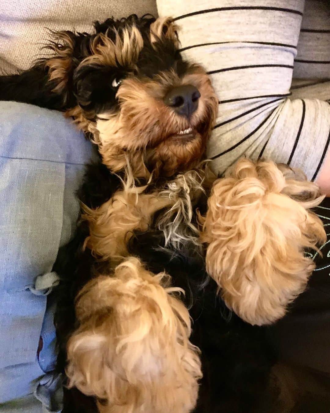FluffyPackさんのインスタグラム写真 - (FluffyPackInstagram)「Hi there! My name is Bandit and I’m gonna steal your heart!❤️😎  Say hi to our new puppy!😃」1月2日 1時29分 - fluffypack