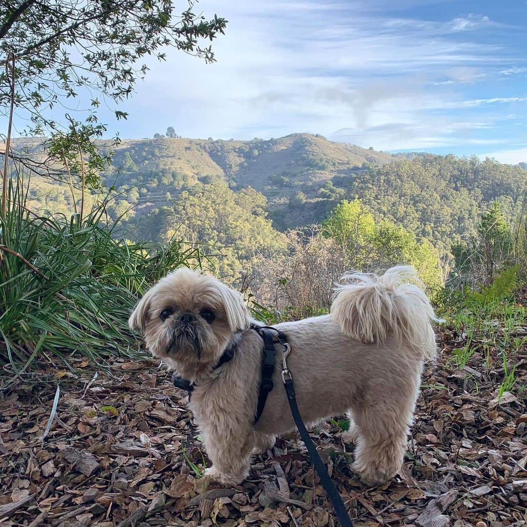 Dougie the Shih Tzuのインスタグラム：「New year, new paths.」