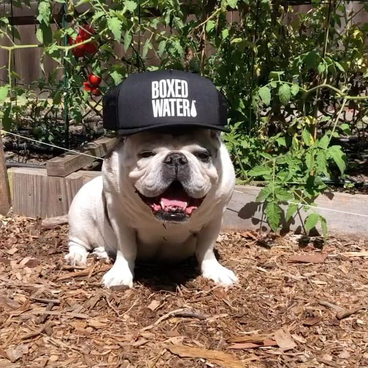 BoxedWaterのインスタグラム：「Our fashionista furever friend Faith knows how to mix style with sustainability! Our commitment to “You post. We plant.” will continue on into 2021! So make sure to kick off the year with a selfie of your Boxed Water and tag #BetterPlanet 🌎 🐶 to plant more trees with us!  📷: @melissasikorski」