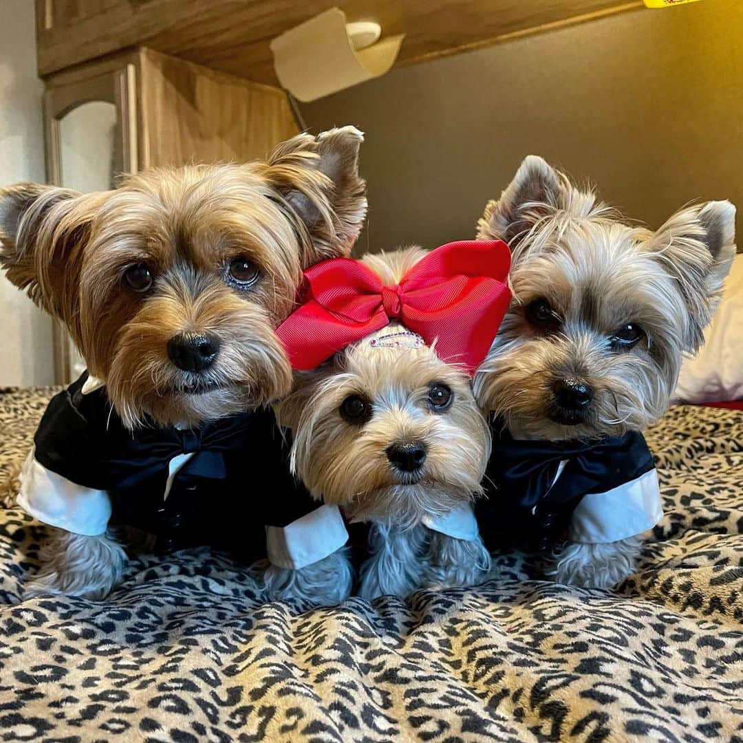 さんのインスタグラム写真 - (Instagram)「Sammy, Allie & Max 💭 Happy 2021 everyone! 🥰🎉🍾🥂🎊🥳 #Happy2021 #MakeItAmazing #NewYearNewHome #NewYearNewYou #LasVegasYorkies」1月2日 2時31分 - happyyorkiefamily