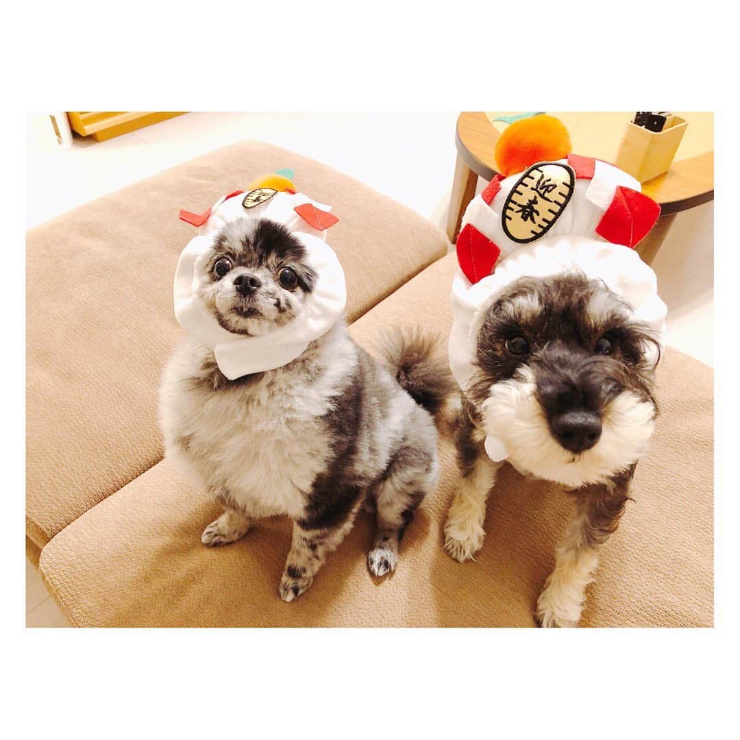 箕田 みなみのインスタグラム：「丸、皇お正月バージョン🐶🎍🌅💓 1日は主人のご実家でお節&お雑煮を頂きに行きました🥰💓 お義母さんのお料理本当にずっと好きだから新年早々ご馳走にありつけて😋私は幸せ者だ〜🤩💓💓 帰って丸と皇にもお節✨ ペロッとたいらげて満足そうに爆睡しましたとさ🥰 ・ ・ #お正月 #幸せなお正月❤️ #愛犬 #家族 #本当幸せすぎる」