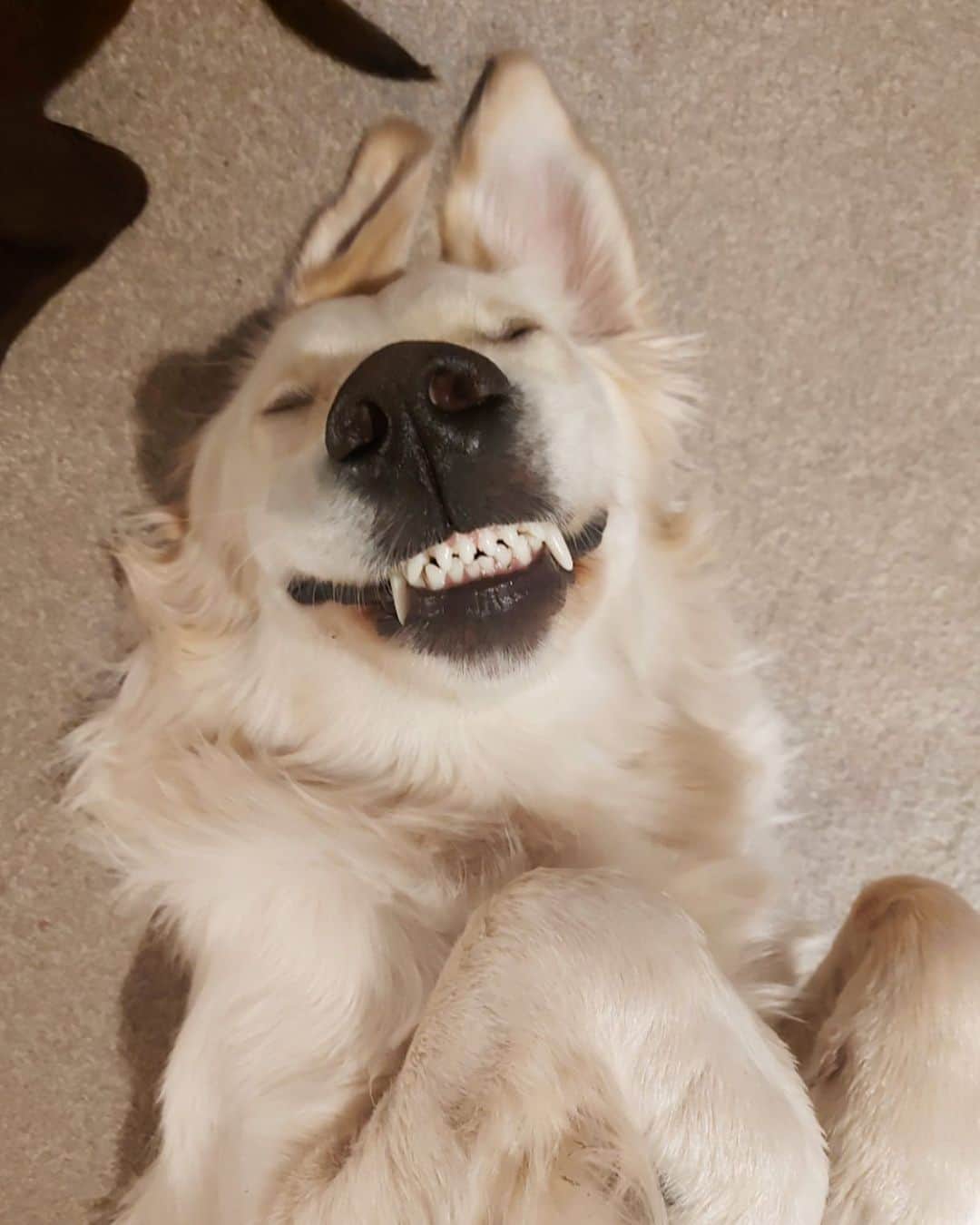 DogsOf Instagramのインスタグラム：「“The face when you wake up and realize it’s a brand new year. Happy 2021 everyone! 🎊” — @retrievers_lennon_and_daisy   #dogsofinstagram #2020youwillnotbemissed #happy2021」