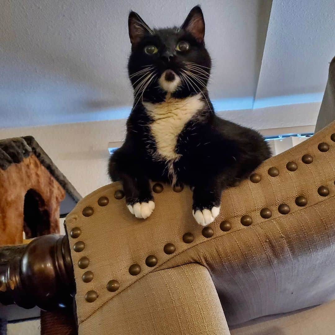 猫コスプレさんのインスタグラム写真 - (猫コスプレInstagram)「Cleared out the livingroom for the wedding set we're building... and the stacked furniture is already a new unstable cat tree.」1月2日 3時26分 - cat_cosplay