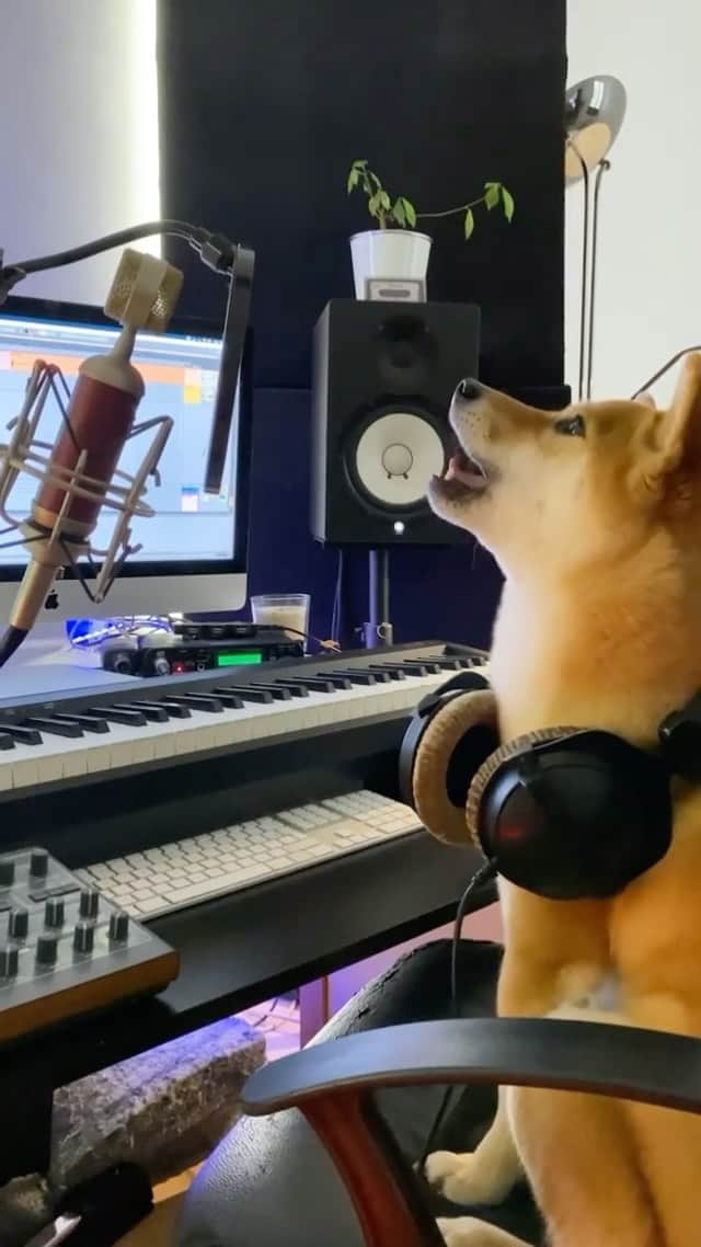 のインスタグラム：「Now I know what Missy is up too when I’m out 🤣😭👏🏻  . . . @supermassivemusic great video lads 👏🏻👏🏻😭😭」