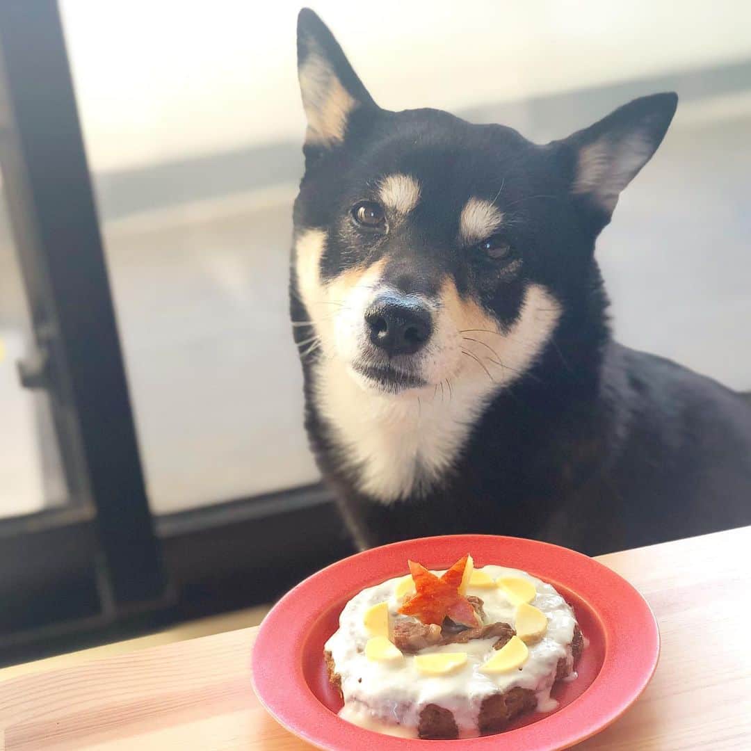 vo_coのインスタグラム：「🎂2021.01.02 本日1月2日はこたつさん9歳の誕生日！ 9歳かぁ…ついこの前までパピーだと思ってたのに光陰矢の如しとはまさにこのこと 亡くなってしまうお友達も多かった2020年 怪我や病気のない元気な2021年が過ごせますように…！ 🍰 今年のケーキはレバーと鶏なんこつのペーストのパンケーキにヨーグルトを塗ってチーズと牛ステーキをトッピングしたもの ＊ #こたつ誕生日 #shibastagram #instashiba #shiba #shibainu #黒柴 #柴犬」