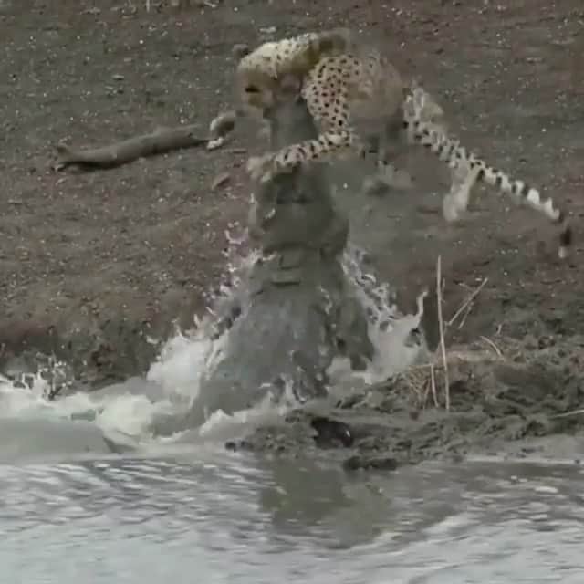 WildLifeのインスタグラム：「@discovercrocodiles 🐊 Video by @wildearthofficial」