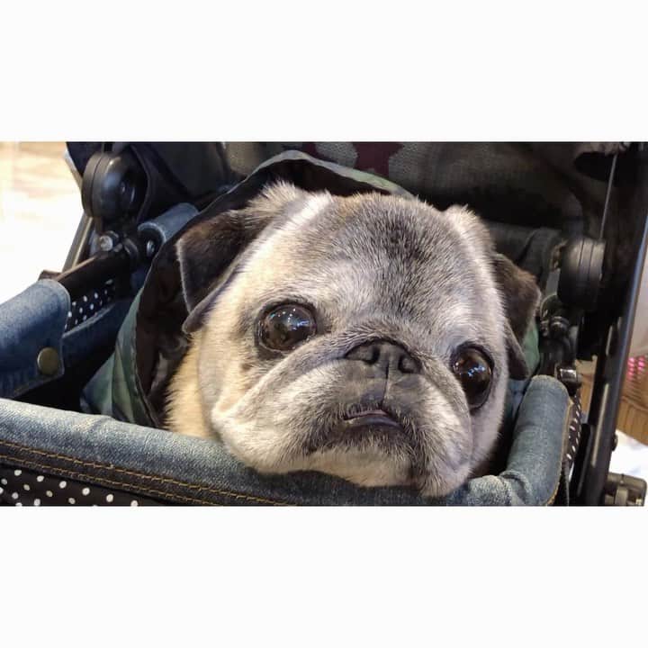 八兵衛のインスタグラム：「Hachibei🐶 Dec28,2020 * * 年末のお付き合い はっちゃん * * #かーちゃんの白髪染め #ほぼ黒パグ #おじいちゃん犬 #pug #puggy #puglife #puglove #petstagram #pugstagram #pugsofinstagram #pugs #dog #ふわもこ部  @igersjp #IGersJP #east_dog_japan #pecoイヌ部 #八兵衛 #はちべえ #sippoストーリー」