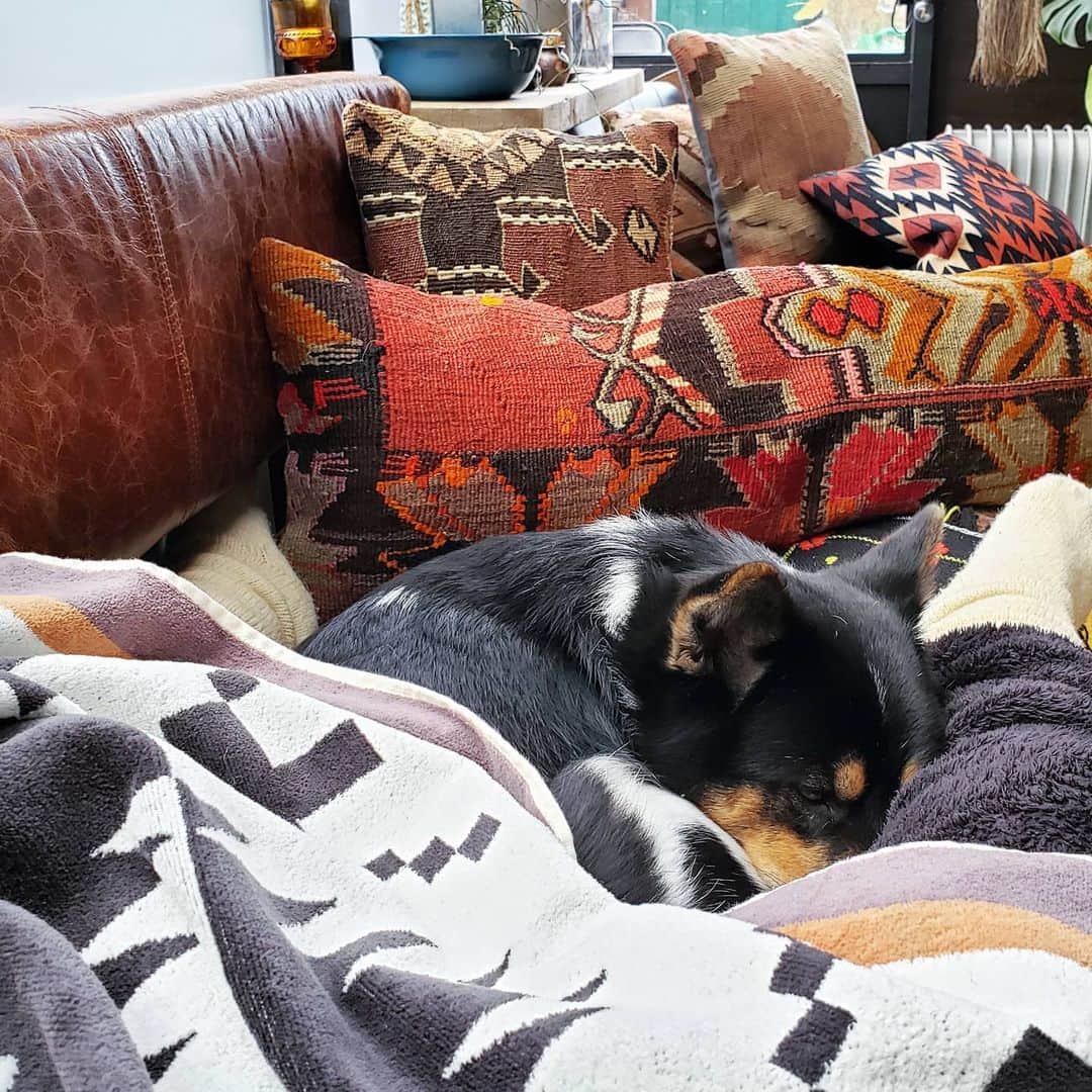 tamiさんのインスタグラム写真 - (tamiInstagram)「*  #マッシュとレノン *  寝正月🥔🐺 (昨日の様子)  昨日、写真撮影のために初めてソファーに乗ったレノン氏。 気に入ったみたいで🐺♡  最後の3枚は、私の足の間で寝てる様子☺️  * #犬との暮らし#いぬのきもち #フレンチブルドッグ#雑種犬 #多頭飼い#元保護犬#里親 #犬バカ部#犬のいる暮らし #frenchbulldog#ilovedogs」1月2日 13時23分 - tami_73