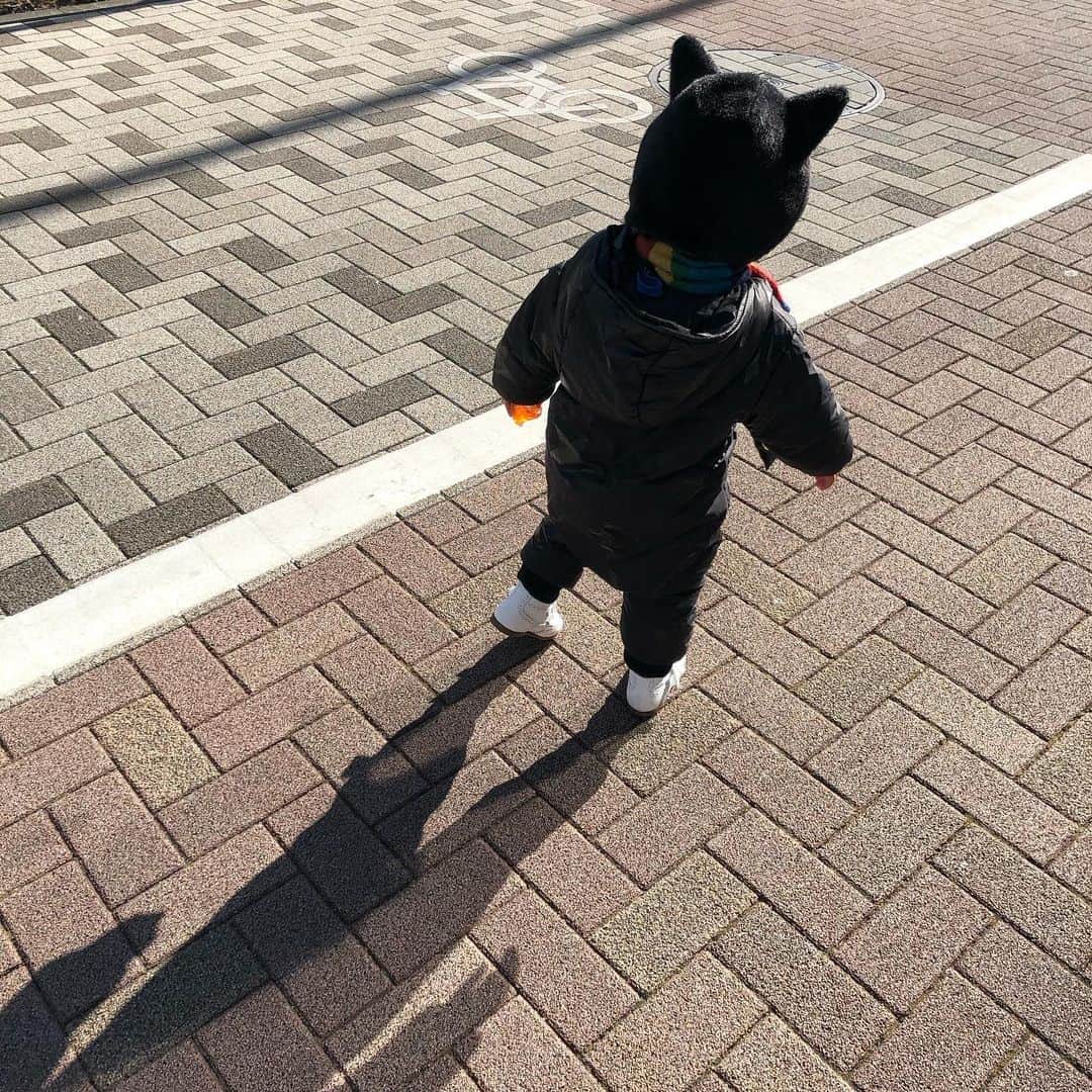 与座よしあきのインスタグラム：「我が家のニャンコ。しっかり歩いてます。」