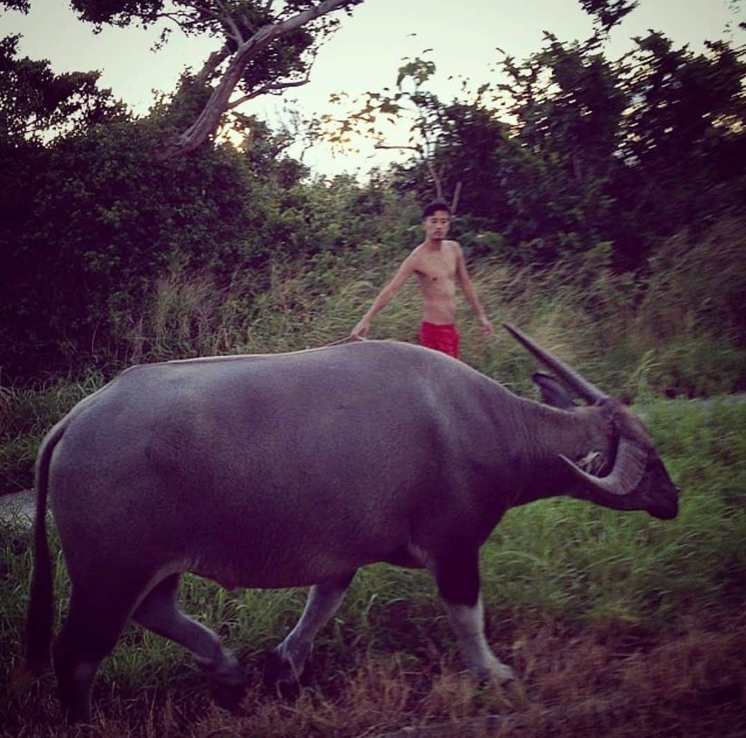 東京DANDYのインスタグラム：「2021, the year of the Ox. Hard work, positivity and honesty. Photo from Taketomi island, Okinawa (2014)   #happynewyear #2021 #yearoftheox」