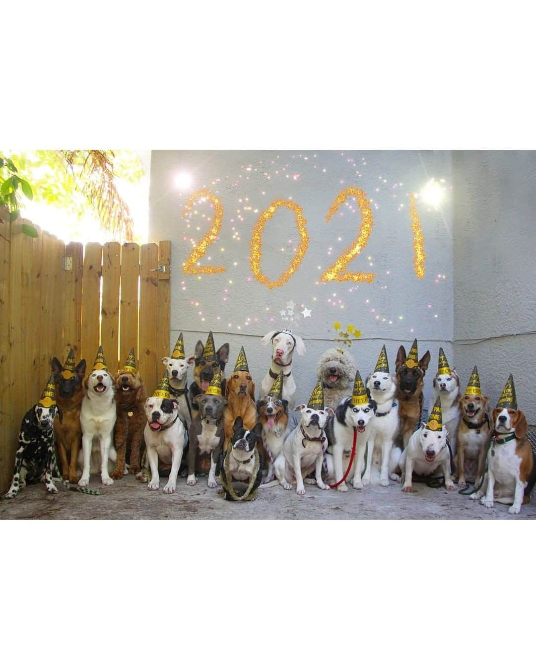 8crapさんのインスタグラム写真 - (8crapInstagram)「These lovely pups are woofing you all a Happy New Year! 🥳2️⃣0️⃣2️⃣1️⃣🎉 - 📷 @pugloulou @jaxson_thegolden @WoofPackMiami @kono_in_orlando @thatcorgiwithatail @sammythegolden247 @hi.wiley @the.adventuresofkali @9648miku @thewhitestpupsyouknow - Want to get featured like them? Join “The Barked Club” on FACEBOOK and post something now! 👉 barked.com - #TheBarkedClub #barked #dog #doggo #Pug #GoldenRetriever #Husky #GermanShepherd #GSD #Beagle #Pitbull #FrenchBulldog #Frenchie #Dalmatian #AustralianShepherd #Aussie #Doodle #Weimaraner #Corgi #ShibaInu #Shiba #StaffordshireTerrier #Staffy」1月2日 14時00分 - barked