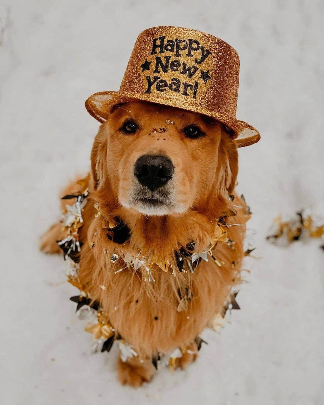 8crapさんのインスタグラム写真 - (8crapInstagram)「These lovely pups are woofing you all a Happy New Year! 🥳2️⃣0️⃣2️⃣1️⃣🎉 - 📷 @pugloulou @jaxson_thegolden @WoofPackMiami @kono_in_orlando @thatcorgiwithatail @sammythegolden247 @hi.wiley @the.adventuresofkali @9648miku @thewhitestpupsyouknow - Want to get featured like them? Join “The Barked Club” on FACEBOOK and post something now! 👉 barked.com - #TheBarkedClub #barked #dog #doggo #Pug #GoldenRetriever #Husky #GermanShepherd #GSD #Beagle #Pitbull #FrenchBulldog #Frenchie #Dalmatian #AustralianShepherd #Aussie #Doodle #Weimaraner #Corgi #ShibaInu #Shiba #StaffordshireTerrier #Staffy」1月2日 14時00分 - barked