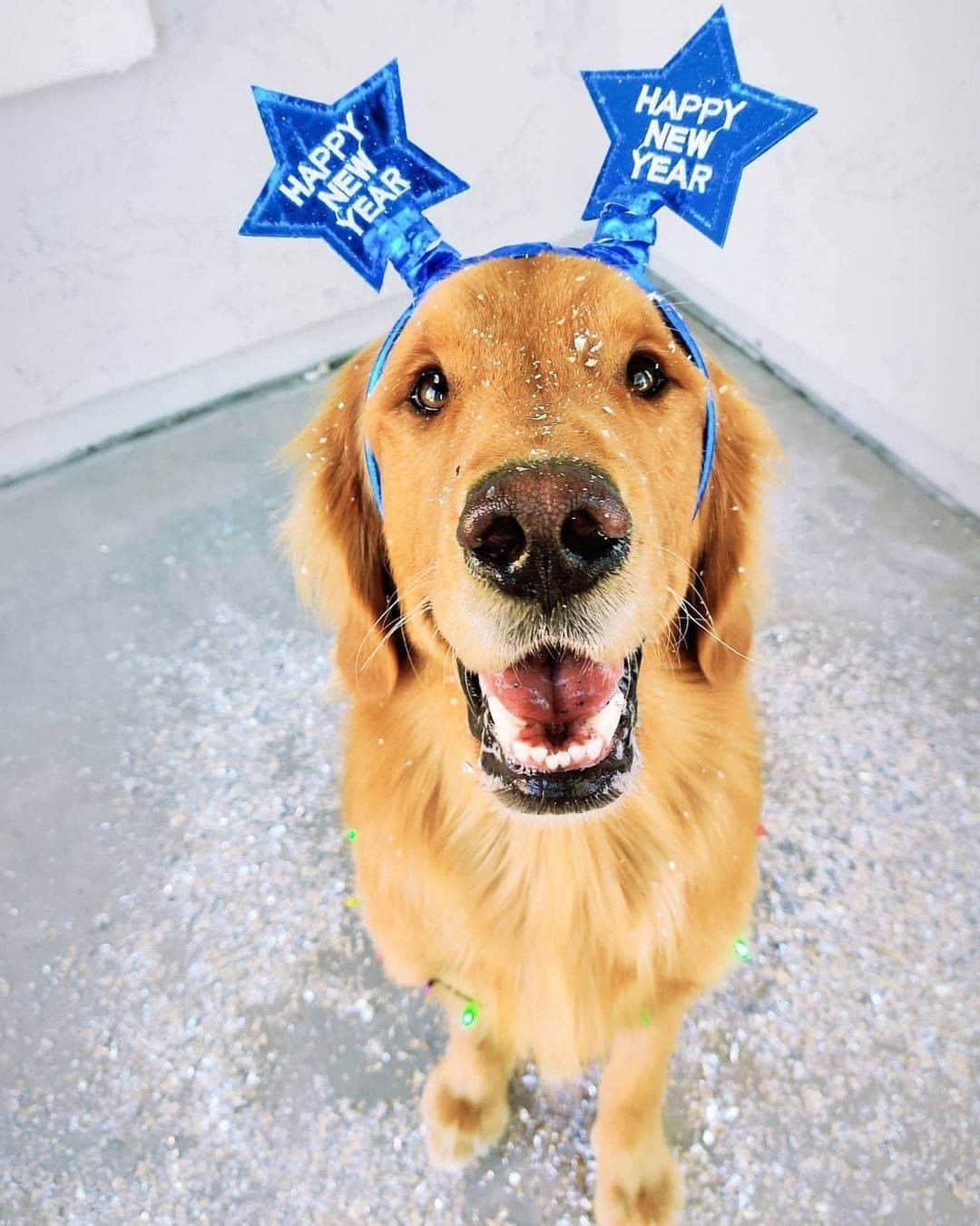 8crapさんのインスタグラム写真 - (8crapInstagram)「These lovely pups are woofing you all a Happy New Year! 🥳2️⃣0️⃣2️⃣1️⃣🎉 - 📷 @pugloulou @jaxson_thegolden @WoofPackMiami @kono_in_orlando @thatcorgiwithatail @sammythegolden247 @hi.wiley @the.adventuresofkali @9648miku @thewhitestpupsyouknow - Want to get featured like them? Join “The Barked Club” on FACEBOOK and post something now! 👉 barked.com - #TheBarkedClub #barked #dog #doggo #Pug #GoldenRetriever #Husky #GermanShepherd #GSD #Beagle #Pitbull #FrenchBulldog #Frenchie #Dalmatian #AustralianShepherd #Aussie #Doodle #Weimaraner #Corgi #ShibaInu #Shiba #StaffordshireTerrier #Staffy」1月2日 14時00分 - barked