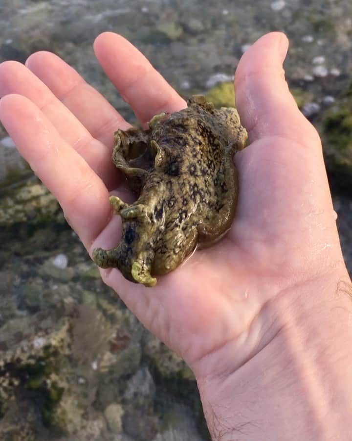 ジャンポールレスパナールのインスタグラム：「. This video was taken on 12/31/2020 at 5:30 p.m.  (11:30 p.m. European time). I was looking at this sea slug thinking "Woahhh, this is amazing!  Thank you life, for showing me this.” I was telling my friend that 2020 has been a difficult/lethal year for a lot of us, but there was a breathtaking beauty that came out of it. Twenty minutes later, I went for a swim in the sea. But I got stuck in the intense waves behind the breakwater... I couldn't escape... started to drown... trying to call someone for help... my mouth filled with salty water... water entering my lungs... Feeling crazy helpless... Suddenly, a young kid and his father came to help me and swam me back to the beach.  I was in absolute shock.  I almost died.  I laid down on my towel with my friend. Super pale and shaky, my head on my backpack with my phone constantly vibrating in it. That made me realise it was midnight in Europe. Friends and family were calling and texting to wish me a happy new year.  But I couldn't move or respond.  I was speechless ... The two guys walked behind me and waved to check if I was okay ... If these two strangers weren't there, I would be dead, and pretty sure my body would be lost somewhere in the sea.  You can imagine how grateful I was when the clock struck midnight thinking I might have missed that one. And I will try to remember that I was never at ease in the sea ;)  #stubborn」