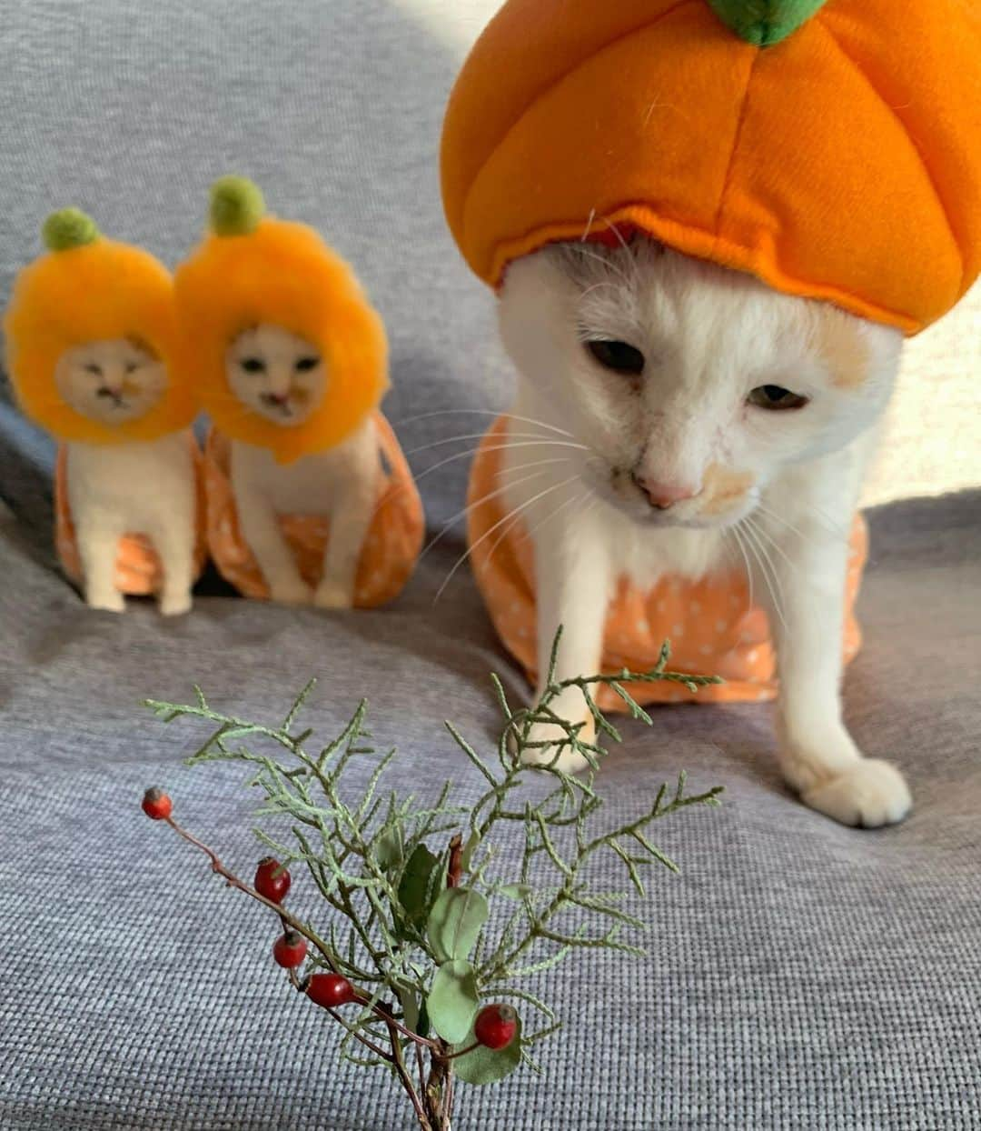 マルのインスタグラム：「🍊マルみかん三姉妹ですよ あけましておめでとうです ₍^·͈༝·͈^ฅ ₍^·͈༝·͈^ฅ ₍^·͈༝·͈^ฅ今年も沢山遊ぼうね🎶 . なんかマルみかんちゃんが MISIAに見えるのワタシだけ？😆 健康で笑顔の多い一年になりますように✨ 2021年(令和3年)1月2日 . . . #マル三姉妹#マルみかんちゃん#お正月 #癒し#にゃんすたぐらむ #おうち時間#cat#猫#三毛猫#猫との暮らし#catstagram#instagood #ペコねこ部#cute#ふわもこ部#ねこのきもち」