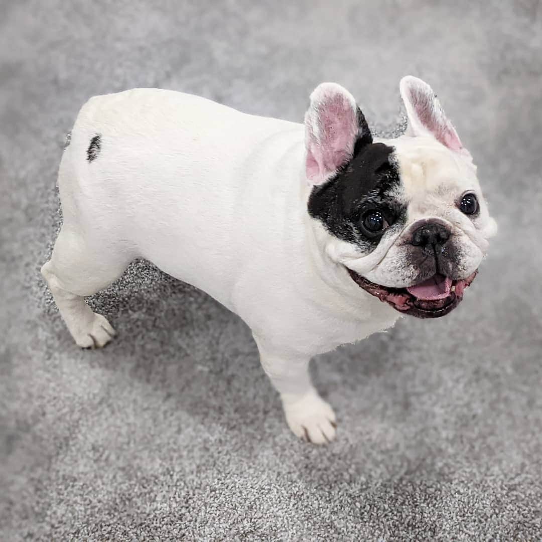 Manny The Frenchieさんのインスタグラム写真 - (Manny The FrenchieInstagram)「Let's start this year happy and smiling! 😃  #happynewyear」1月2日 5時23分 - manny_the_frenchie