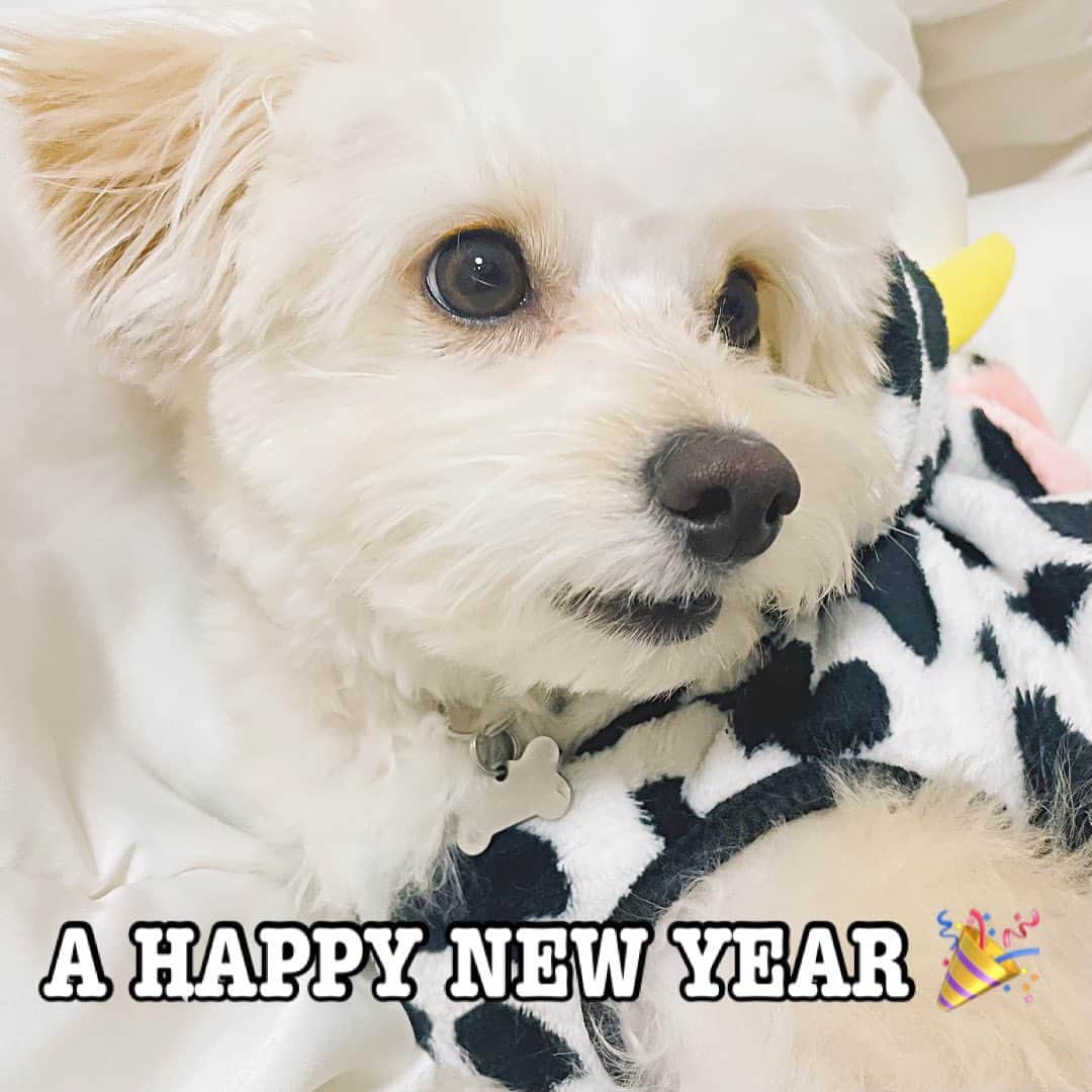 のインスタグラム：「祝🎉2021年㊗️ 明けましておめでとうございます☺️  今年もどうぞよろしくお願い申し上げます。  皆様にとって素敵な一年になりますように🎉  米津真浩」