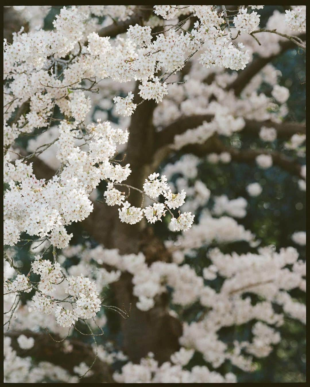 C E R E A Lさんのインスタグラム写真 - (C E R E A LInstagram)「First celebrate the flowers in your heart  confined in winter.  — Bashō  Happy New Year!」1月2日 5時36分 - cerealmag