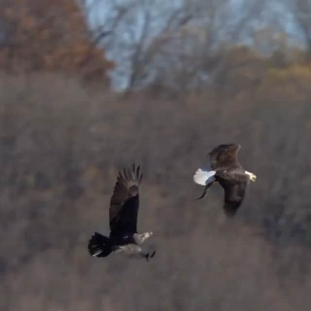 WildLifeのインスタグラム：「Nice midair steal / catch for the win! Video by @mark.smith.photography #birdlife #birdoftheweek #bird_brilliance #naturephotoportal #best_bird_shots #feather_perfection #bb_of_ig #elite_raptors #perfect_birds #your_best_birds #shots_of_animals #bd_pro #wildlife_inspired #birds_captures #birds_adored #eye_spy_birds #featured_wildlife #kings_birds #ip_birds #nuts_about_birds」