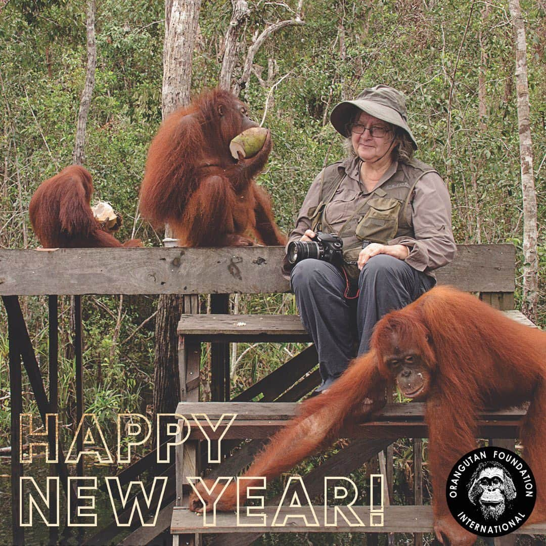 OFI Australiaさんのインスタグラム写真 - (OFI AustraliaInstagram)「2021 is the 50th anniversary of Dr Birute Mary Galdikas @DrBirute, our President & Founder, arriving in #Borneo as a #trimate to pioneer #orangutan research & conservation. Thanks to Dr Galdikas, this work carries on to this day. We look forward to your continued support in 2021🌳🌏💚 ______________________________ 🦧 OFIA Founder: Kobe Steele kobe@ofiaustralia.com  OFIA Patron: Dr Birute Galdikas @drbirute @orangutanfoundationintl @orangutan.canada www.orangutanfoundation.org.au 🦧 🧡 🦧」1月2日 6時52分 - ofi_australia