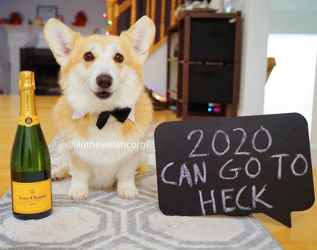 Liloのインスタグラム：「Bye 2020... Hello 2021 furriends! Are you ready woof?」