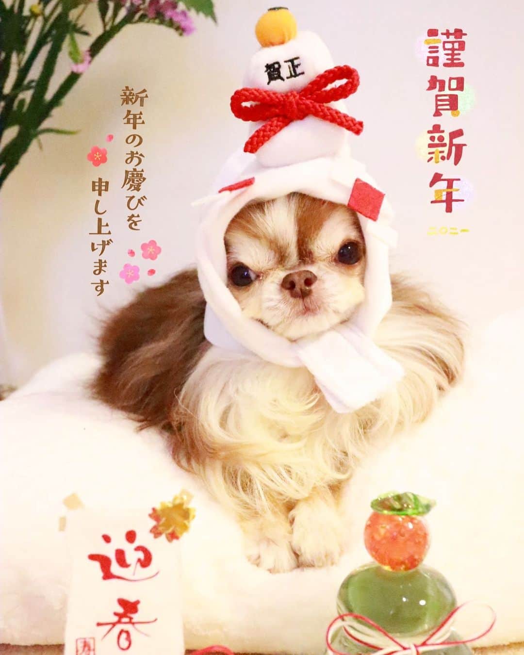 kayoのインスタグラム：「* * * 鏡餅らいちんからも 新年のご挨拶🎍✨ * * 今年もよろしくね❤️ * * それにしても 鏡餅が良く似合う😂 * * Lychee❤️ * * #あけましておめでとうございます #鏡餅 #newyear * #chihuahua#chihuahualove#dogstgram#dog#instadog#チワワ#チワワ大好き#チワワのいる暮らし * *」