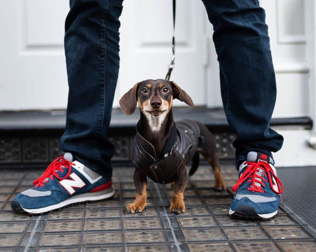 The Dogistさんのインスタグラム写真 - (The DogistInstagram)「Gnocchi, Dachshund (7 m/o), Canal & Wooster St., New York, NY • “Anything funny about him?” “Just as you see.”」1月2日 8時17分 - thedogist