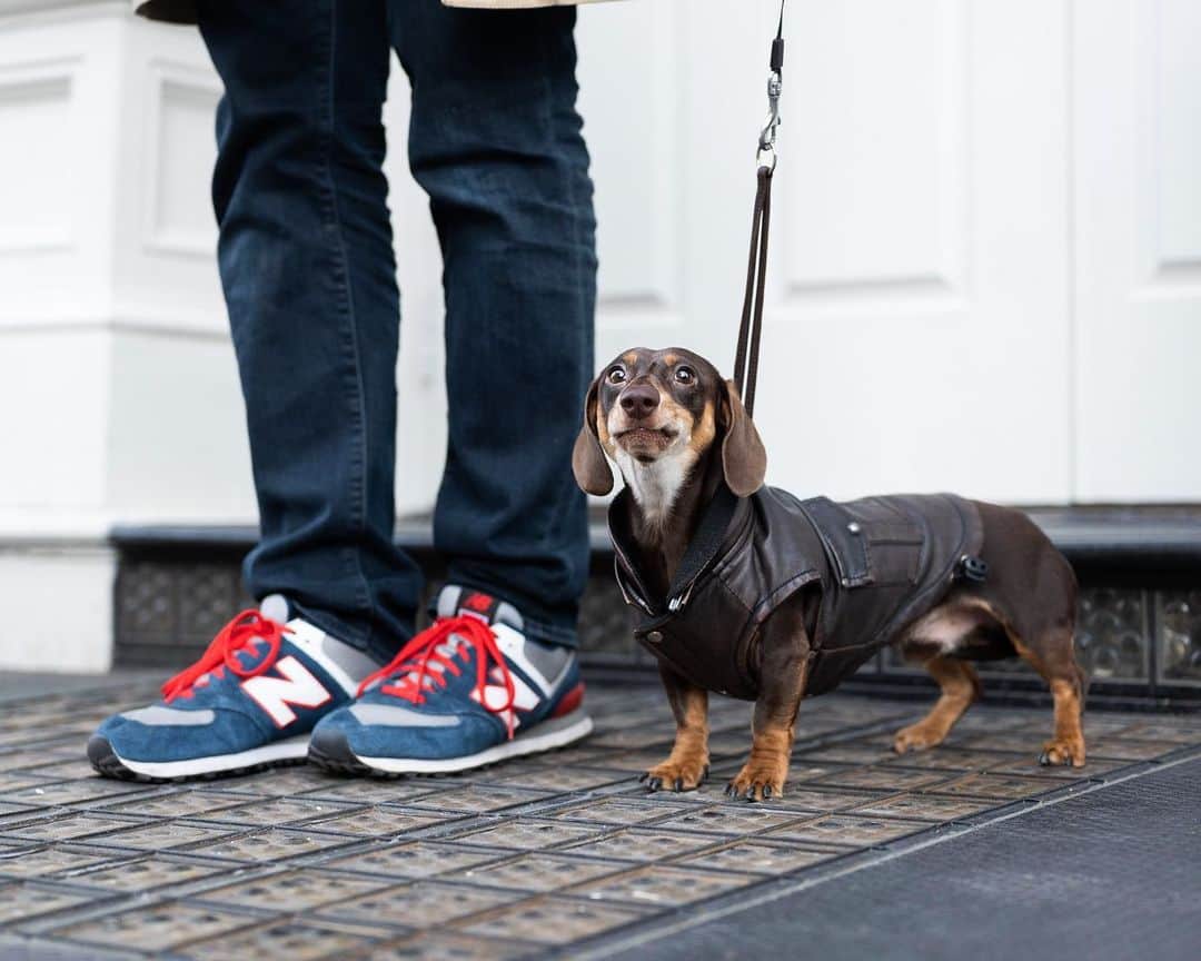 The Dogistさんのインスタグラム写真 - (The DogistInstagram)「Gnocchi, Dachshund (7 m/o), Canal & Wooster St., New York, NY • “Anything funny about him?” “Just as you see.”」1月2日 8時17分 - thedogist