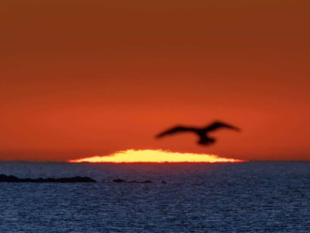 National Geographic Travelさんのインスタグラム写真 - (National Geographic TravelInstagram)「Photo by @babaktafreshi / A seagull celebrates life at the beginning of a new day. The very moment of sunrise on the ocean horizon was photographed through a supertelephoto lens from Nahant, near Boston, Massachusetts. #newday #earth #sunrise #nahant」1月2日 8時35分 - natgeotravel