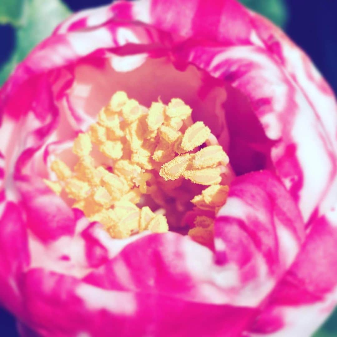 中野敬久さんのインスタグラム写真 - (中野敬久Instagram)「#flower #flowersoflife #yellow #pink #white #love」1月2日 8時37分 - hirohisanakano