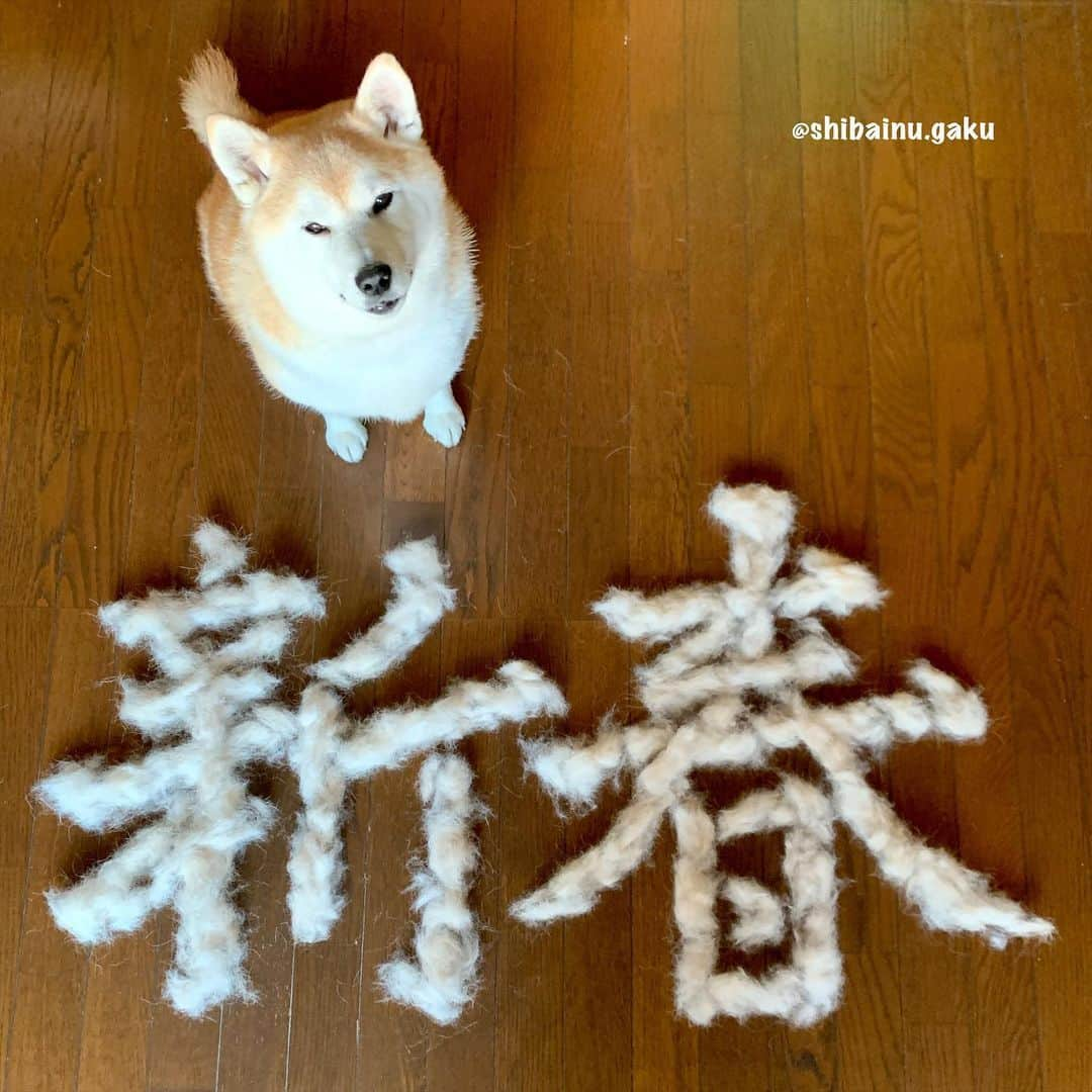 Kazumi-Gakumamaさんのインスタグラム写真 - (Kazumi-GakumamaInstagram)「今年最初の毛文字は「新春」🐕✨ *  実は12月から岳の換毛期が始まり、やっと少し落ち着いて来たところです😂 *  この時期に換毛期だなんて、これから寒くなるのに不思議ですよね~😅 柴犬あるあるﾀﾞｧ~‼︎ *  忙し過ぎてまだ去年頂いたコメントの返信が出来ませんが、とりあえず投稿致しました😆 🐾----*----*----*----🐾 The first post of the characters made from Gaku's hair loss this year is "New Year"🐕✨ 🐾----*----*----*----🐾 #柴犬 #岳 #柴犬岳 #柴犬ガク#gaku #shibainugaku #shiba #shibainu #shibastagram #いぬすたぐらむ #dogsofinstagram #catoftheday  #pecoいぬ部 #pecotv #ワンフルエンサー  #Hermoso #weeklyfluff #🐕📷 #dailyfluff #抜け毛 #換毛期 #ダブルコート #抜け毛の多い犬 #もふもふモフモフ #毛文字 #毛筆 #新春 #20210102」1月2日 8時41分 - shibainu.gaku