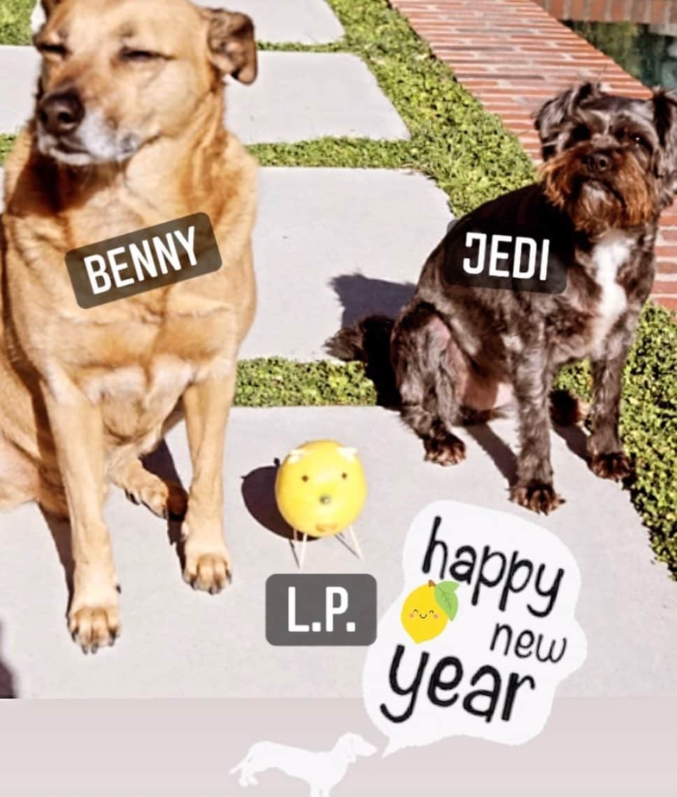 レスリー・フェラのインスタグラム：「2021 Family Photo 🐕 🍋 🐷 Lucky Lemon Pig officially has a name—L.P. Aptly named for our love of vinyl. Happy New Year!! . . . #LuckyLemonPigAdventures #lemonpig #luckylemonpig #vinyl #lemonpigsinsta #hello2021」