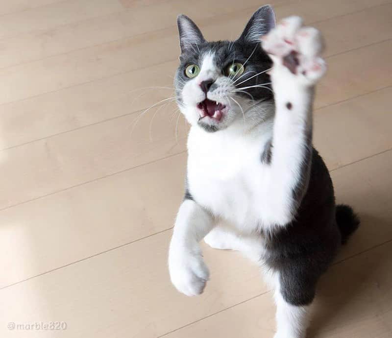 sippoさんのインスタグラム写真 - (sippoInstagram)「【２０２０いいパンチで賞】  ミックス猫のえぼるちゃん（1歳）   ナイス左ストレートで見事KO？！　猫ボクシング界のチャンピオンになれるかも？？  ＊2020年の「朝ワンコ夕ニャンコ」「sippoストーリー」から、編集部が選んだベストセレクションをお届けします。  sippoのサイト（sippo.asahi.com）で、飼い主さんに投稿してもらった、犬や猫のとっておきストーリーをご紹介しています。@sippo_officialプロフィールのサイトから『sippoストーリー』をご覧ください👀✨  あなたとペットのストーリーを募集しています！#sippoストーリー をつけて犬や猫の写真を投稿してくださいね✨採用された方には、編集部からDMでご連絡差し上げます  #sippo #sippoストーリー#猫 #ネコ #ニャンコ #ミックス猫」1月2日 9時56分 - sippo_official