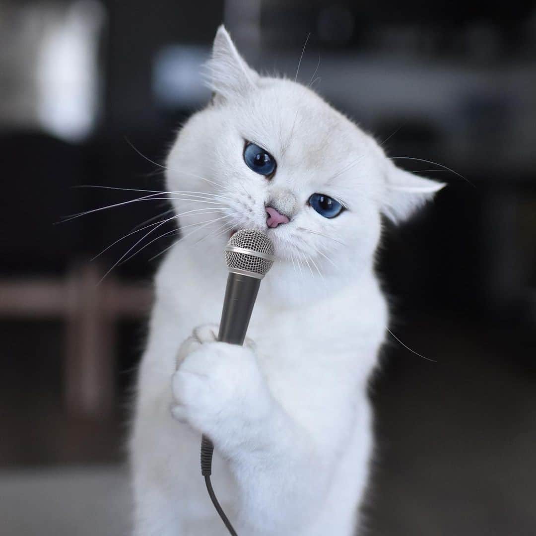 Aww Clubさんのインスタグラム写真 - (Aww ClubInstagram)「Karaoke night always begins at 4AM and ends whenever I get fed.⠀ ⠀ 📷@cobythecat⠀ ⠀ #meowed #cobythecat #karaoke」1月2日 10時00分 - meowed