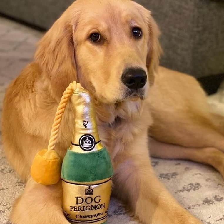 BarkBoxのインスタグラム：「⬆️ everyone’s face when the ball dropped and literally nothing but the year changed 🤣」