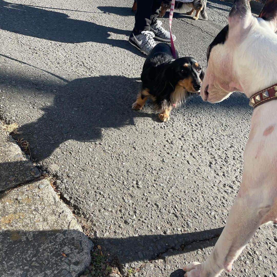 のインスタグラム：「#minituru#bull#terrier#minibullterrier#miniturubullterrier#dog#dogstagram#cute#qtaro#love#family#ミニチュア#ブルテリア#ミニチュアブルテリア#Q太郎#新年のご挨拶」