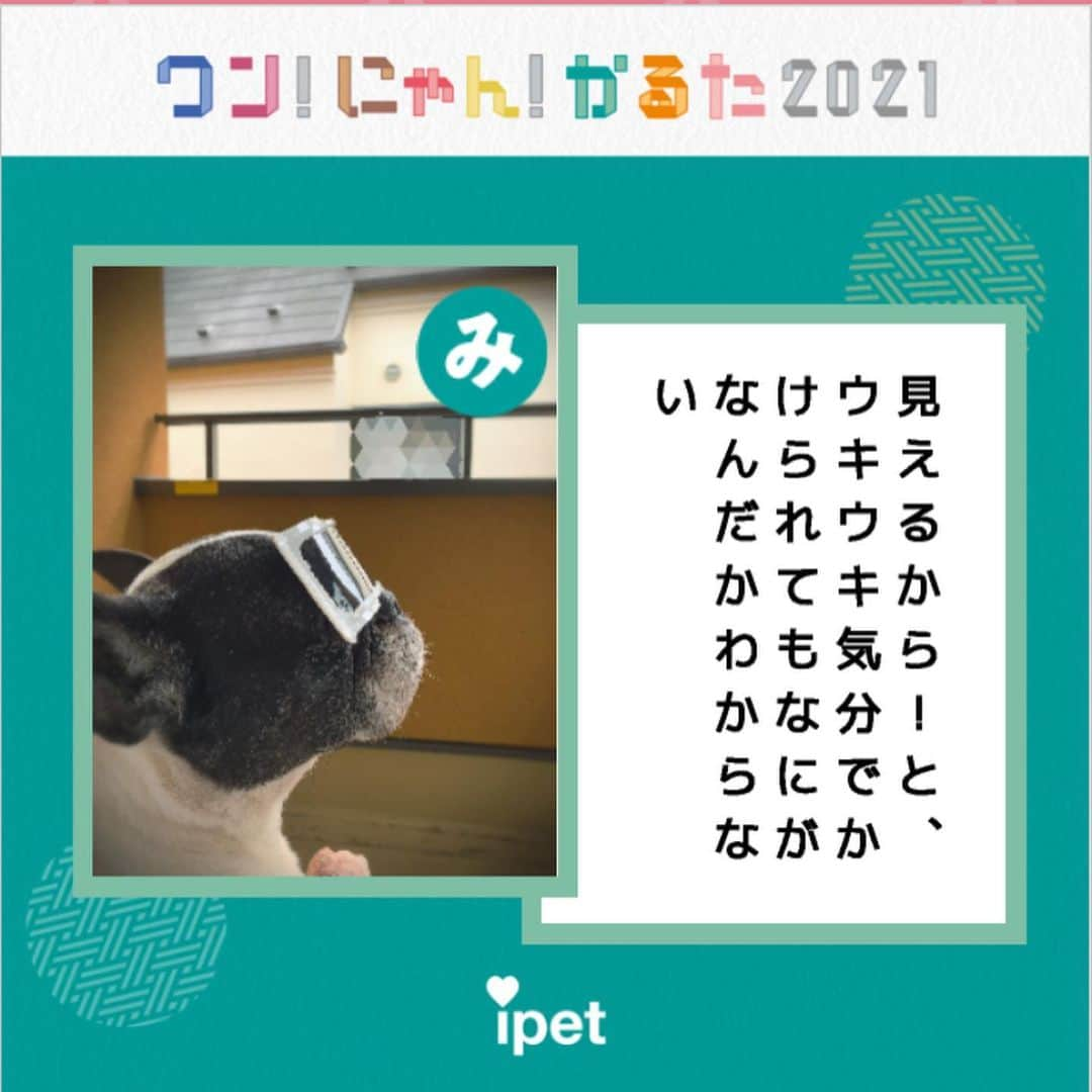 宮本えりさんのインスタグラム写真 - (宮本えりInstagram)「フォトジェニック、、、羨ましいかぎり  しつこい枚数すみません フォトジェニックすぎてつい  なんなら本気で あいうえお順で作ろうかな、、、  #ワンにゃんかるた2021 フレンチブルドッグ #パイド#チョッパー」1月2日 10時22分 - eri.m.nene
