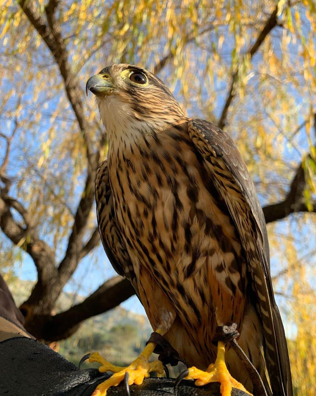 キャロリン・マーフィーさんのインスタグラム写真 - (キャロリン・マーフィーInstagram)「Spending time with these beautiful raptors. Some of these birds of prey have been rescued from dangerous situations, injured or were already bred in captivity.  Falconry has been practiced for nearly 4,000 years- most modern day falconers are deeply involved in the effort to restore endangered raptor species, and conservation efforts to protect birds and their natural habitats. Here I am with Ariel, a Harris Hawk. Also pictured, a Great Horned Owl, Saw Whet Owl, Merlin Falcon and Peregrine Falcon (fastest bird of prey on earth) 🧝🏻‍♀️」1月2日 11時18分 - carolynmurphy