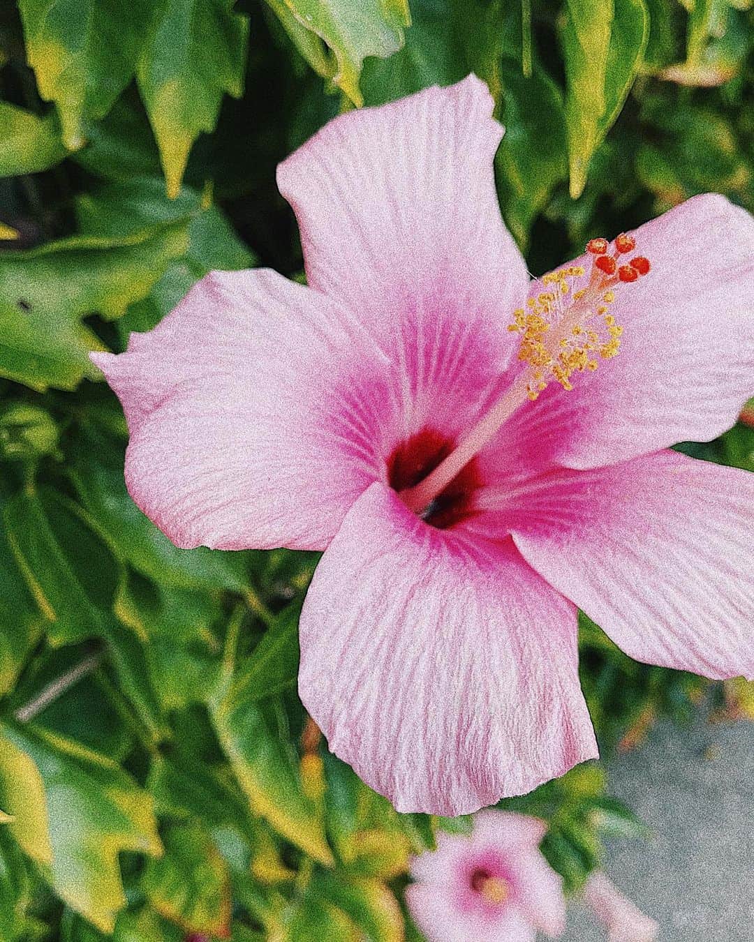 清水沙也佳のインスタグラム：「#しみさや旅  #沖縄 #ハイビスカス #okinawa #flowerstagram」