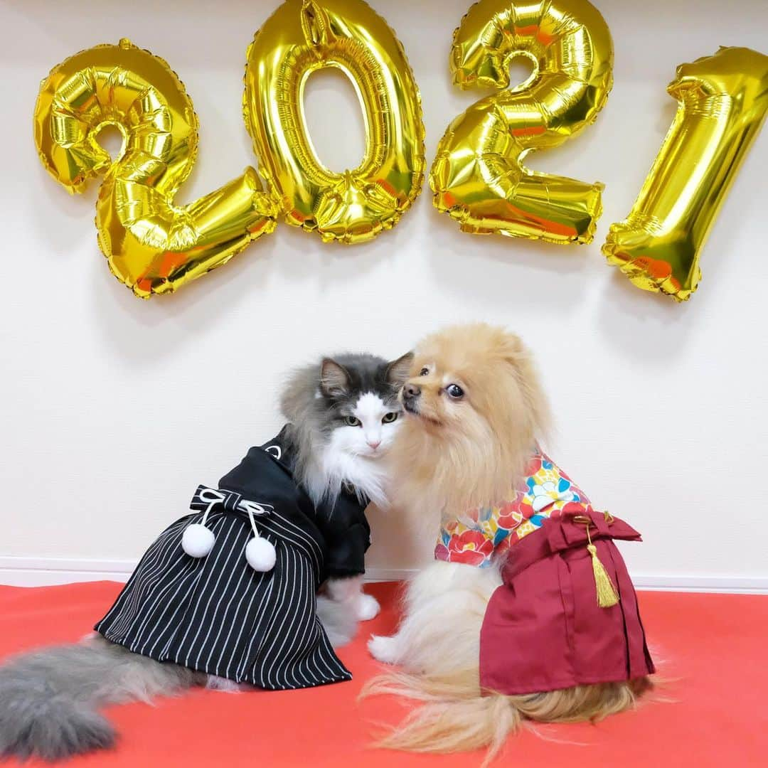 Hanaのインスタグラム：「今年は静かなお正月🎍 * だけど家の中では変わらず 🐶😼が ワイワイしてくれてるので 本当に助かっています✨ * *  ブログ更新しました♪ http://kedamakyoudai.blog.jp/ #NorwegianForestCat#Pomeranian#japan#catlover#doglover#dogs#cat#Kawaii#fluffy#pom#fluffydog#catsofinstagram#dogsofinstagram#fluffycat#ノルウェージャンフォレストキャット#ポメラニアン#ahappynewyear#着物#犬と猫のいる暮らし#かわいい#cute#cutecat#cutedog#funny#funnydog#funnycat#2021#お正月#ライブドアインスタブロガー」