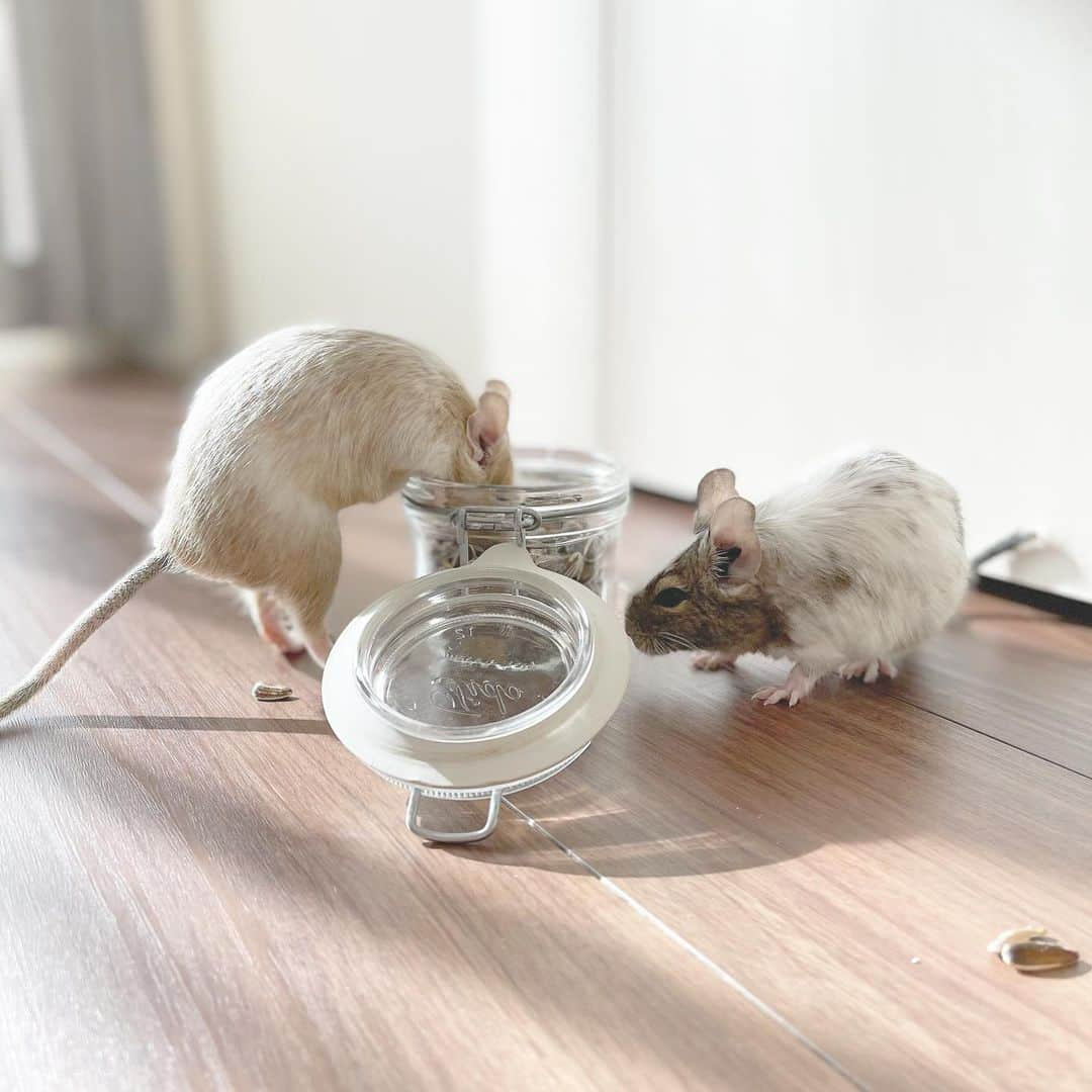 ハムスターのナッパさんのインスタグラム写真 - (ハムスターのナッパInstagram)「久々の更新！🐭🐭 ポポとカリンは元気です💕  最近はあつ森にハマってそっちのインスタばかり更新してました😂 @e_megu.mama (あつ森アカウントはこちら)  2021年もよろしくお願いします！🥰  - - - ✤ ✤ ✤ ✤ ✤ #日々の記録 #暮らし #Popo #karin #デグー #デグーマウス #デグー初心者 #degu #octodon #デグー好きと繋がりたい #デグーのいる生活 #デグーの可愛さを広めたい #チームげっ歯ラブ #アニマル写真部 #エキゾチックアニマル #齧歯類 #げっ歯類 #小動物 #癒し #ペットは家族 #ふわもこ部 #動物大好き #かわいい #ペットのいる生活 #でぐすたぐらむ　#smallanimal #adorable #awww #cuteanimalshot #followｍe ．」1月2日 11時26分 - ham.nappa