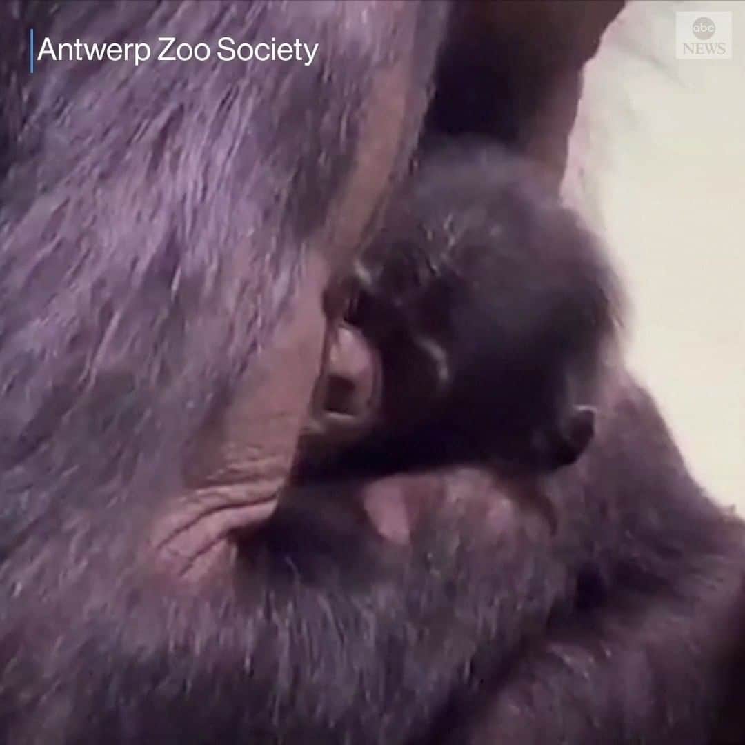 ABC Newsのインスタグラム