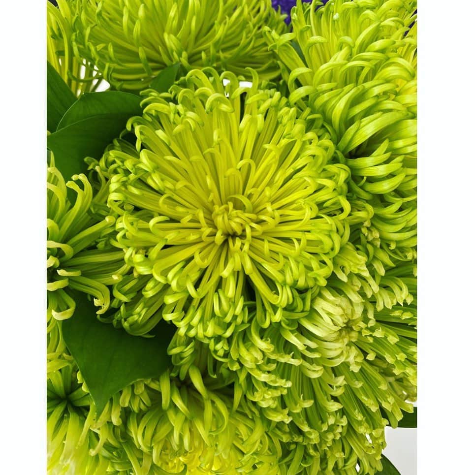 望月理恵さんのインスタグラム写真 - (望月理恵Instagram)「緑の菊、好きなんですよね〜。 家に今お花が溢れてます。 自分のテンション上げてます🤣 @aux_cerises」1月2日 12時11分 - mochiee28