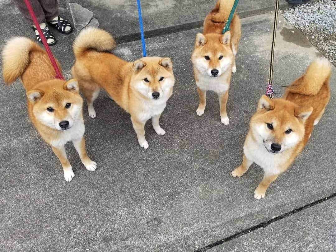 柴犬たま Shibainu Tamaさんのインスタグラム写真 - (柴犬たま Shibainu TamaInstagram)「﻿ 新年一発目は正月感がまるでないですが、久々に家族勢揃いしてみました〜😄おしゅし達はスクスク育って去年のお正月に撮った家族写真とまるで違う😲💥まだまだ落ち着きはないけど、家族の大黒柱(たまーば)の横に立っても引けを取らない立ち姿になりました👏✨﻿ ﻿ そしてどんどん小さくなってくミケママ😂😂﻿ (※周りがデカくなっているだけ)﻿ ﻿ Caption trans🇬🇧﻿ The first picture of the New Year was not a Japanese New Year's picture, but I decided to take a picture of the Tama family together for the first time in a long time😄 The sushi siblings are growing up fast, and their size is as different as last year's New Year's photo😲💥 The Sushi siblings are still a little uncomfortable, but they are standing up nicely next to Tama👏✨﻿ And Meekeh is getting smaller and smaller😂😂 (※It's not that Meekeh is getting smaller, it's that everything else is getting bigger.)﻿ ﻿ #柴犬たま #たママ #たまーば #たま家族 #柴犬ミケ #ミケママ #柴犬コイ #柴犬トロ #柴犬ウニ #おしゅし兄弟 #柴犬動画 #親子3世代 #5柴 #仲良しファミリー #しっぽフリフリ #ふわもこ #かなりひし形﻿ #柴犬 #shiba #shibainu #shibastagram #犬 #dog #多頭飼い」1月2日 12時15分 - tama7653