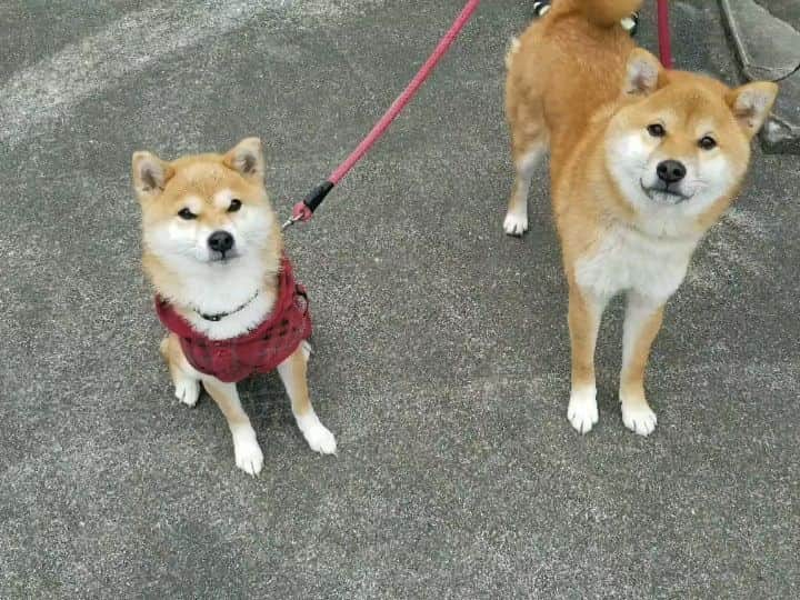 柴犬たま Shibainu Tamaのインスタグラム