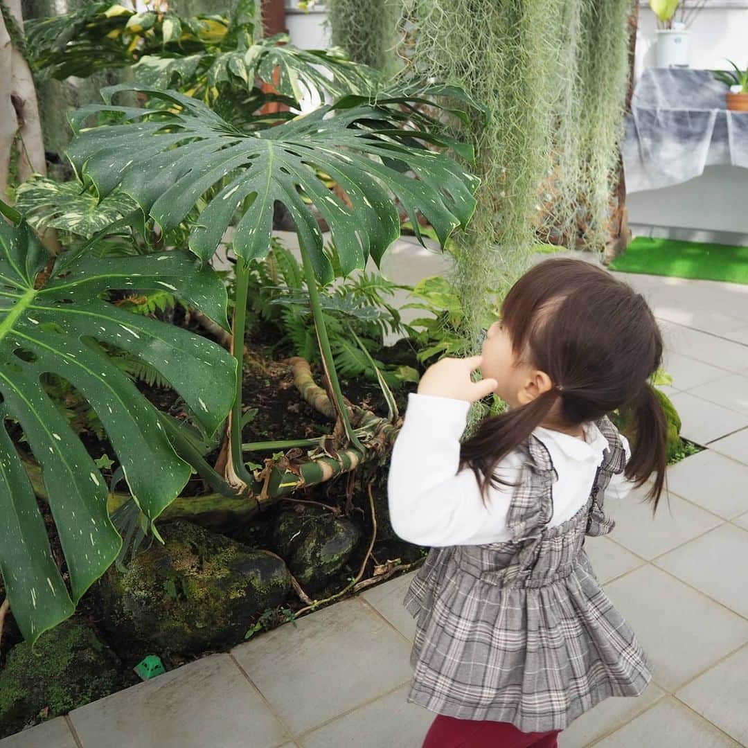 Kuboi Ayumiさんのインスタグラム写真 - (Kuboi AyumiInstagram)「先日、神代植物公園に行ってきました。 中には、神代植物公園大温室があります。  全面ガラス張りでおしゃれな建物なので、目立っていましたよ。 雨でもOKなのは、子連れだとうれしいポイント。  約1300種類の熱帯・亜熱帯植物が、熱帯花木室、熱帯スイレン室、ベゴニア室、ラン室の4つの室で楽しめる回遊式の観賞温室。  草花が好きで、お散歩しながら写真を撮ったり 図鑑で調べている娘たちなので、楽しんでくれるかな。  普段は見ることのできない珍しいサボテンやラン、食虫植物などもありました。 娘たちはベゴニアや熱帯スイレンに夢中だったかも。  ジャングルのような空間があったり、小さな娘と一緒でも１周するのに１時間くらいでしたが、途中に休憩室もあるので、つかれたらひと休みすることもできます。  天候に左右されずに南国気分が味わえるスポットなので また行ってみたいな。  *食事の時や撮影時のみマスクを外しています。﻿﻿  @tamahatsu_official  #神代植物公園 #ベゴニア #サボテン #温室 #多摩の魅力発信プロジェクト #たま発 #tamahatsu #PR #リンクコーデ #姉妹コーデ #おそろいコーデ #食虫植物 #ドライブ」1月2日 12時18分 - himekagami