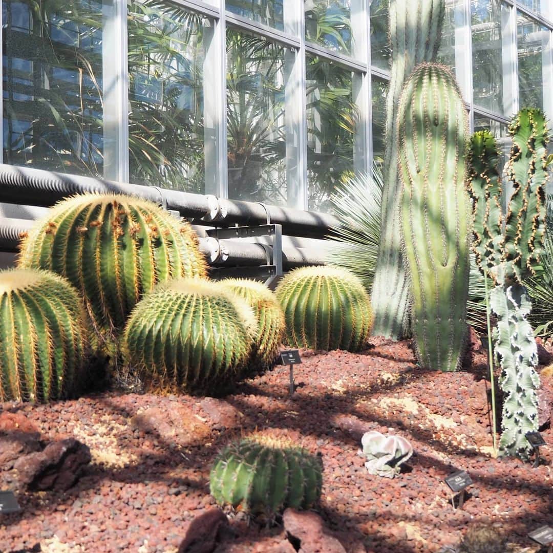 Kuboi Ayumiさんのインスタグラム写真 - (Kuboi AyumiInstagram)「先日、神代植物公園に行ってきました。 中には、神代植物公園大温室があります。  全面ガラス張りでおしゃれな建物なので、目立っていましたよ。 雨でもOKなのは、子連れだとうれしいポイント。  約1300種類の熱帯・亜熱帯植物が、熱帯花木室、熱帯スイレン室、ベゴニア室、ラン室の4つの室で楽しめる回遊式の観賞温室。  草花が好きで、お散歩しながら写真を撮ったり 図鑑で調べている娘たちなので、楽しんでくれるかな。  普段は見ることのできない珍しいサボテンやラン、食虫植物などもありました。 娘たちはベゴニアや熱帯スイレンに夢中だったかも。  ジャングルのような空間があったり、小さな娘と一緒でも１周するのに１時間くらいでしたが、途中に休憩室もあるので、つかれたらひと休みすることもできます。  天候に左右されずに南国気分が味わえるスポットなので また行ってみたいな。  *食事の時や撮影時のみマスクを外しています。﻿﻿  @tamahatsu_official  #神代植物公園 #ベゴニア #サボテン #温室 #多摩の魅力発信プロジェクト #たま発 #tamahatsu #PR #リンクコーデ #姉妹コーデ #おそろいコーデ #食虫植物 #ドライブ」1月2日 12時18分 - himekagami