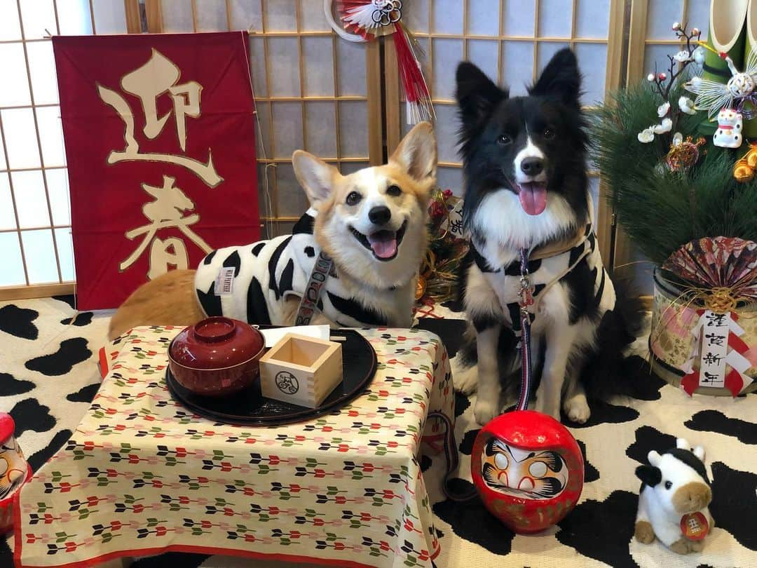 田上大地のインスタグラム：「🎍明けましておめでとう御座います🎍 本年もよろしくお願いします！ #ウェルシュコーギー #コーギー  #corgi #ボーダーコリー #bordercollie」