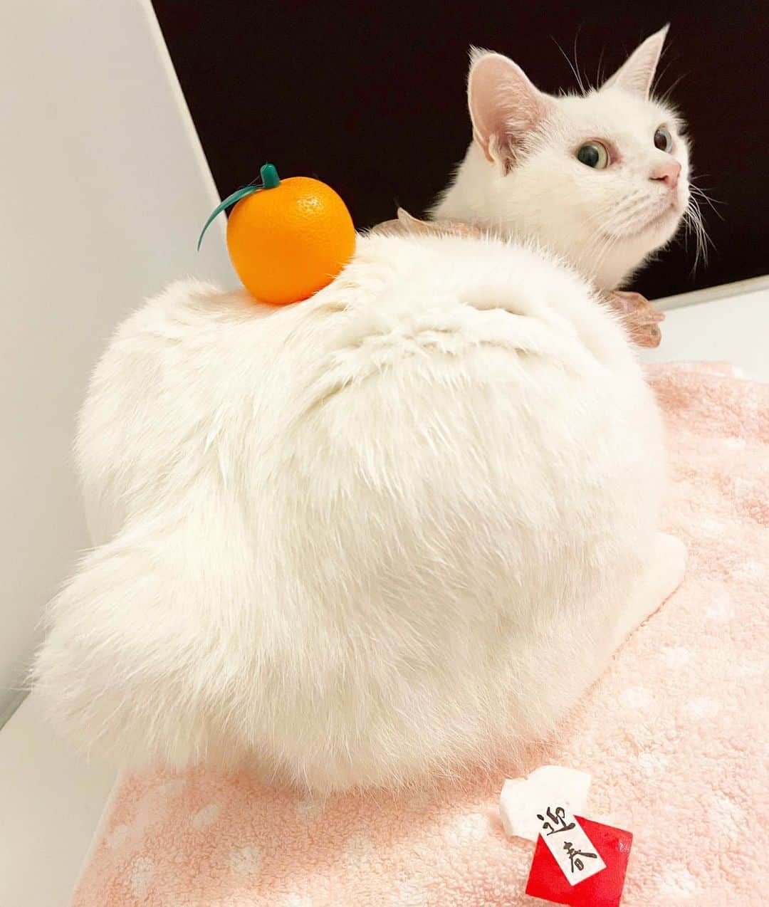 maimocotoのインスタグラム：「毎年恒例の縁起物を🍊 ＊ ＊ 『まーまに手を合わせて拝まれてるの、あたち🌅』 ＊ ＊ #鏡餅 #あけましておめでとうございます  #3枚目は迎春がちぎられる場面 ＊ ＊ It's a natural bobtail. She was born like that.」