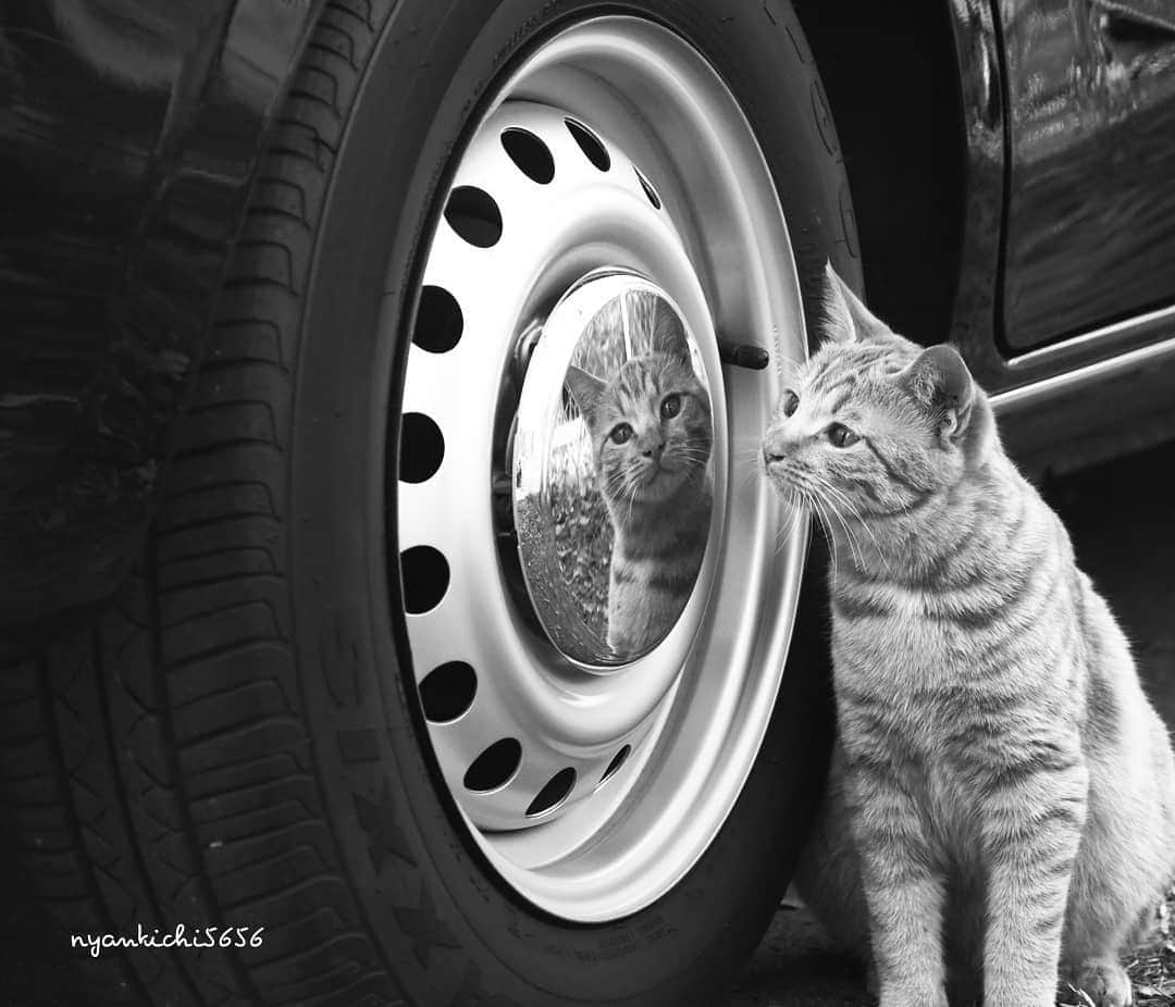 路地裏のにゃん吉さんのインスタグラム写真 - (路地裏のにゃん吉Instagram)「Let’s play together ね、遊ぼ  Shot with OM-D E-M1 MarkⅡ M.ZUIKO DIGITAL ED 12-100mm F4.0 IS PRO  　  #mybuddystory #camera_kitamura #breakfree_olympus #แมว #igersjp#のらねこ部#猫#ねこ部#gallery_legit #にゃんすたぐらむ#みんねこ #cats#ファインダー越しの私の世界 #catsofinstagram #gatto#catloversclub#bnw_drama#gf_bnw #東京カメラ部#icu_japan#getolympus #love_bestjapan #スナ_スナ_フォトコン2021 #bestphoto_japan #bnwcatalonia」1月2日 12時30分 - nyankichi5656